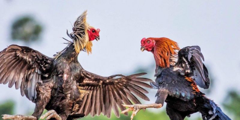 ga-choi-viet-nam-cach-chon Cách chọn giống gà đá Việt
