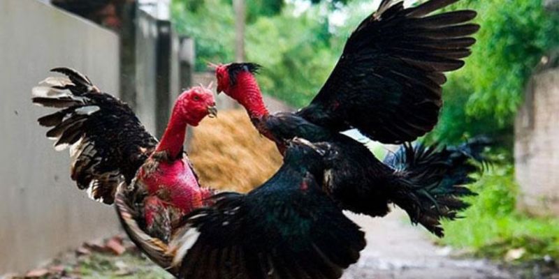 ga-choi-viet-nam-dac-trung Đặc trưng của gà chọi Việt